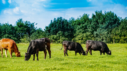 Fototapeta na wymiar Cows On On Farmland. Herd of cows at summer green field