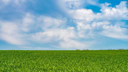 Field Of Green Fresh Grass Under Blue Sky
