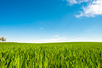Field Of Green Fresh Grass Under Blue Sky