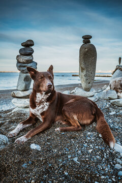 Dog Meditates With  Stones. Dog And Rocks Zen On The Beach