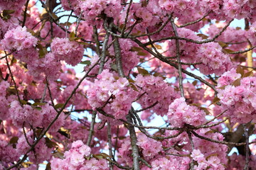 FU 2020-04-09 Kirsch 164 Am Baum blühen Kirschblüten in rosa