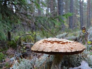 mushrooms in the forest