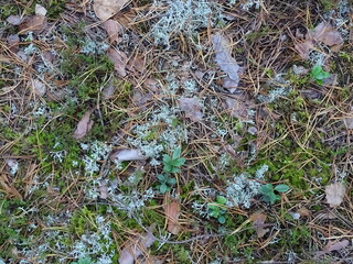 snow on the ground
