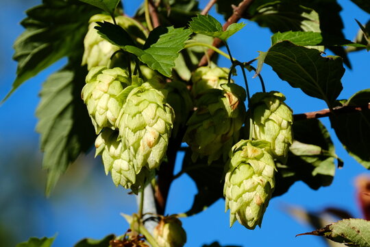 Hopfen, ein edler Stoff f&uuml;r unser Bier