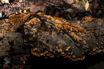 Fototapeta na wymiar Little mushrooms on a log 