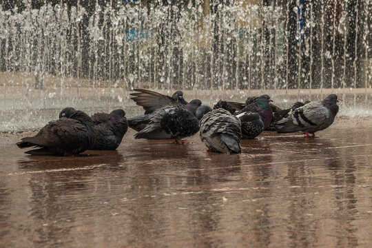 badende tauben am Springbrunnen