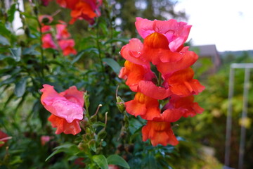  Almost all types of snapdragon grown in gardens are cultivars of the common snapdragon (Antirrhinum majus).