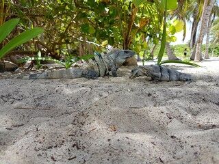 iguanas on the beach