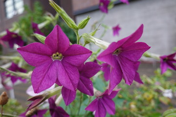 Perfume Deep Purple flowers are shaped like stars. The stars shine at night and this is when Perfume Deep Purple begins its performance.