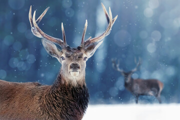 Noble deer male in winter snow forest. Winter christmas image.