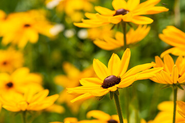 Echinacea flower blossoms in a wild flower field