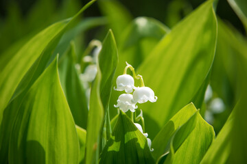 Lily of the valley flowers. Natural background with blooming lilies of the valley