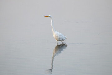 Obraz premium Great egret Ardea alba walks on the water in a fish pond. A beautiful, dignified heron in the water in a nature reserve