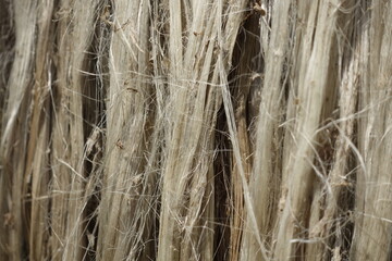 Closeup view of raw jute fiber. Rotten jute is being washed in water and dried in the sun. Brown jute fiber texture and details background. 