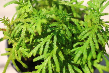 Tuja Szmaragd Smaragd Thuja occidentalis Żywotnik zachodni © Perovskia