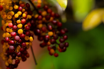 Pyracantja rojas y amarillas 