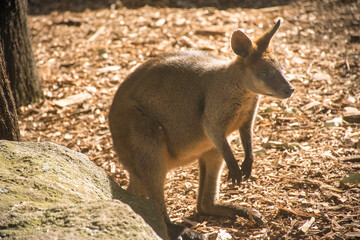 kangaroo in the zoo