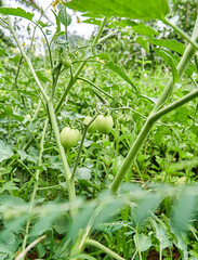 Bunch of green tomatoes growing in the garden.