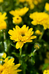 yellow flower with a water drop in it 