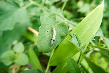Caterpillars on tomato plantation leaves