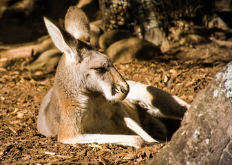 kangaroo in the zoo
