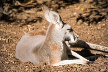 kangaroo