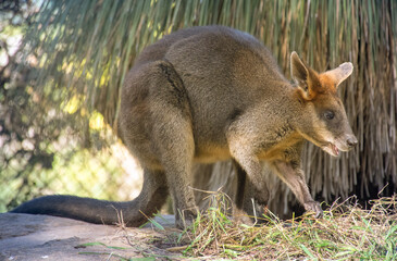 kangaroo in the wild