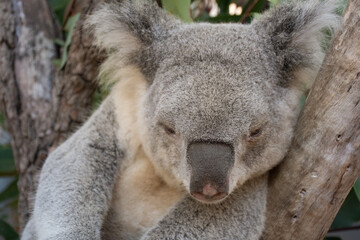 Fototapeta premium koala sleeping on a tree