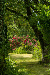 Fototapeta premium Beautiful place in a summer garden