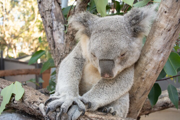 koala's sleeping close-up shot