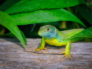Male specimen of Green Lizard