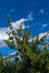 apples in a tree