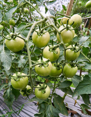 Fresh green tomatoes growing in the garden. bunch of green tomatoes in the garden. ready to harvest fresh green tomatoes.