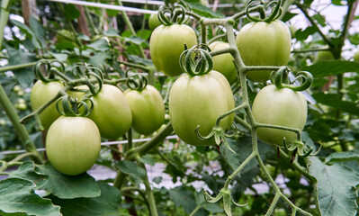 Fresh green tomatoes growing in the garden. bunch of green tomatoes in the garden. ready to harvest fresh green tomatoes.