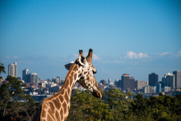 giraffes look over the city