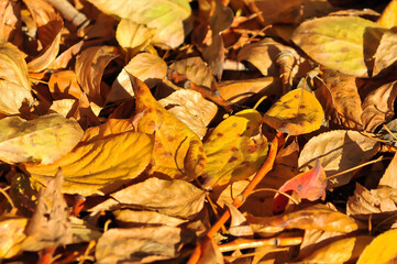 Fallen leaves.