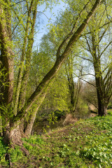 Trees and paths in Rembrandtpark in Amsterdam, a large park in the west of the city.