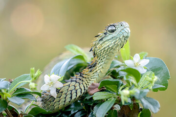 Hairy Bush Viper (Atheris hispida) in Rainforest