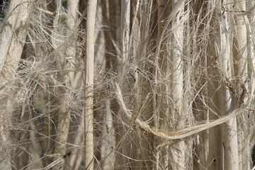 Closeup view of raw jute fiber. Rotten jute is being washed in water and dried in the sun. Brown jute fiber texture and details background. 