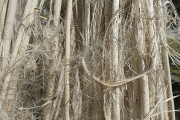 Closeup view of raw jute fiber. Rotten jute is being washed in water and dried in the sun. Brown jute fiber texture and details background. 