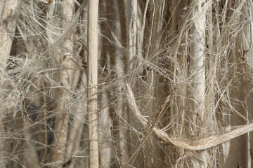 Closeup view of raw jute fiber. Rotten jute is being washed in water and dried in the sun. Brown jute fiber texture and details background. 