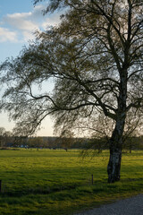 Naklejka premium Single tree in field at boundary of Veluwe and Ijsselvalei near Loenen in The Netherlands