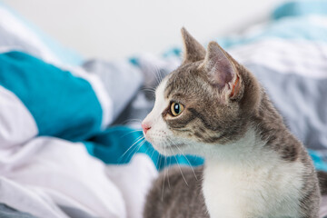 Tabby kitten in a bed