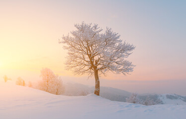 Amazing winter landscape with a lonely snowy tree on a mountains valley. Pink sunrise sky glowing on background. Landscape photography