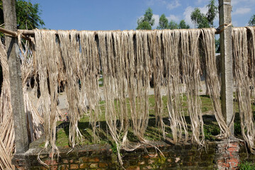 Jute fiber is being dried in the sun by the side of the road in the traditional way. Jute is being dried in the sun on both sides of the road.
