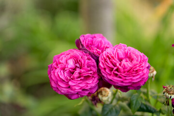 Rose pink