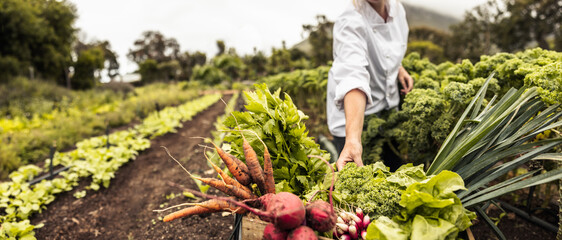 Anonymous chef harvesting fresh vegetables on a farm - obrazy, fototapety, plakaty