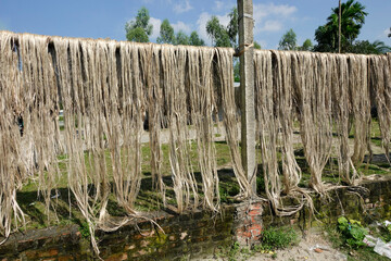Jute fiber is being dried in the sun by the side of the road in the traditional way. Jute is being...