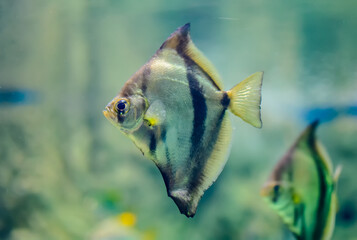 African moony (Monodactylus sebae) swimming in glass fish tank with green weed blurred background. It inhabits mangrove swamps and estuaries and can occasionally be found in lagoons.
