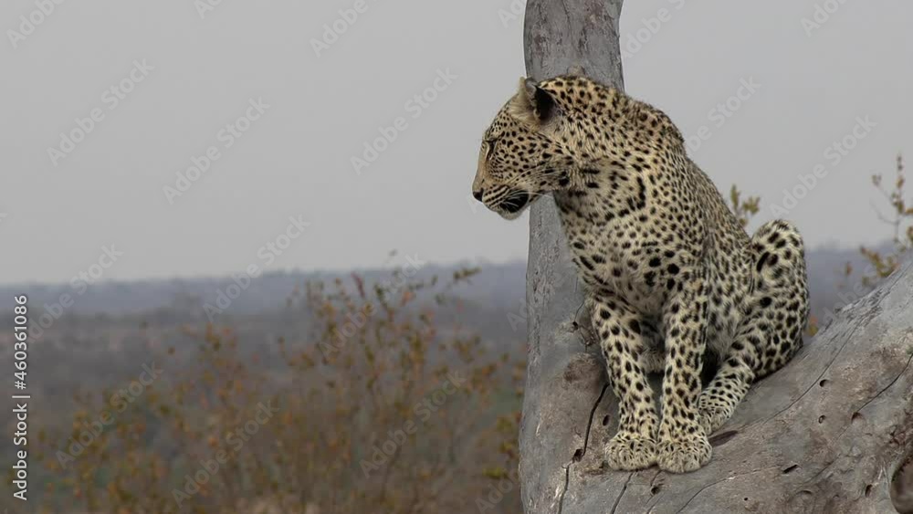 Poster close frontal view of lone leopard sitting in tree and looking out